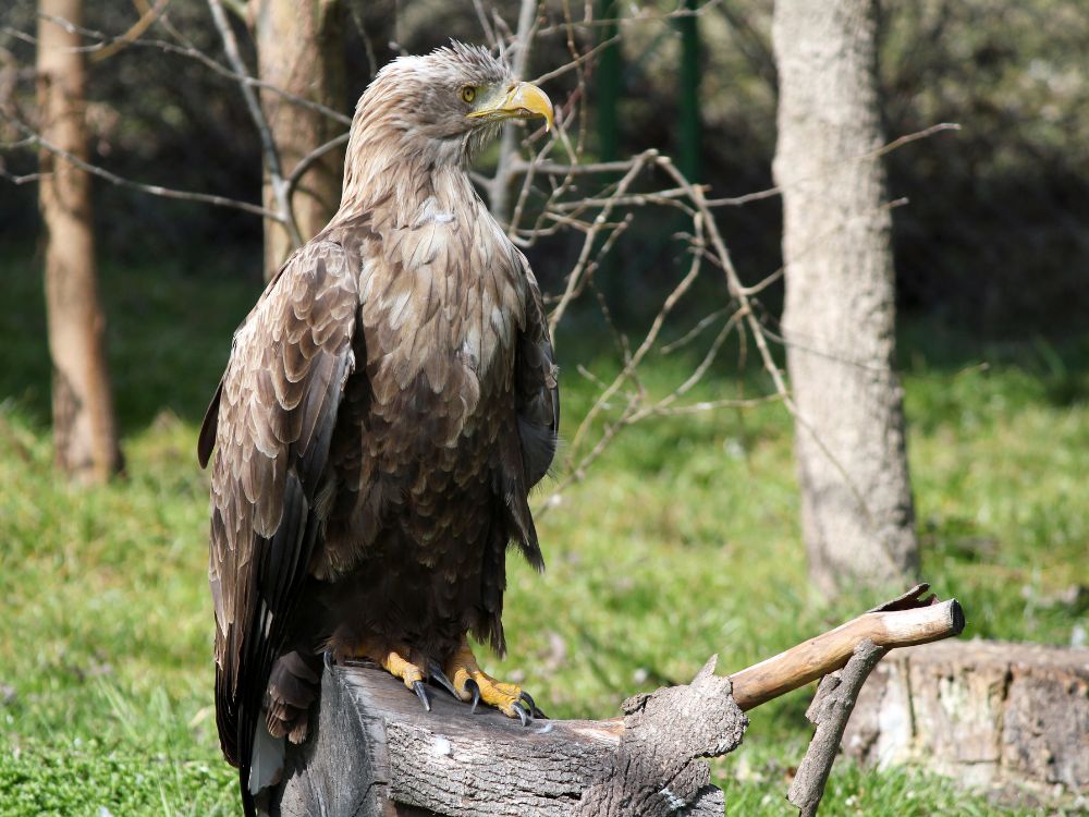 White tailled eagle