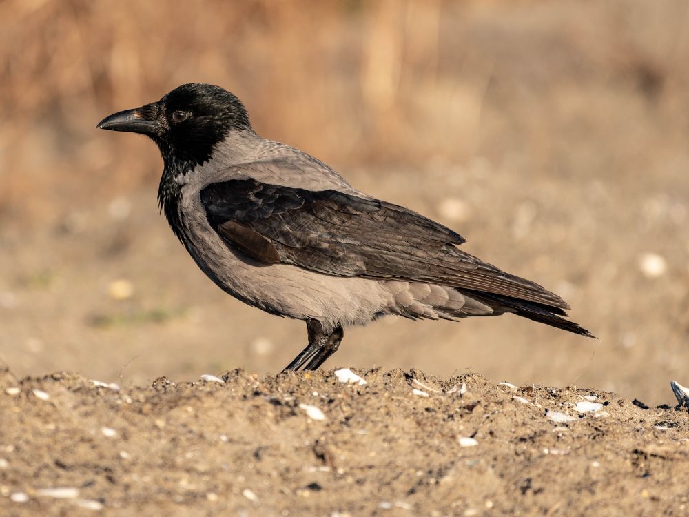 Hooded Crow