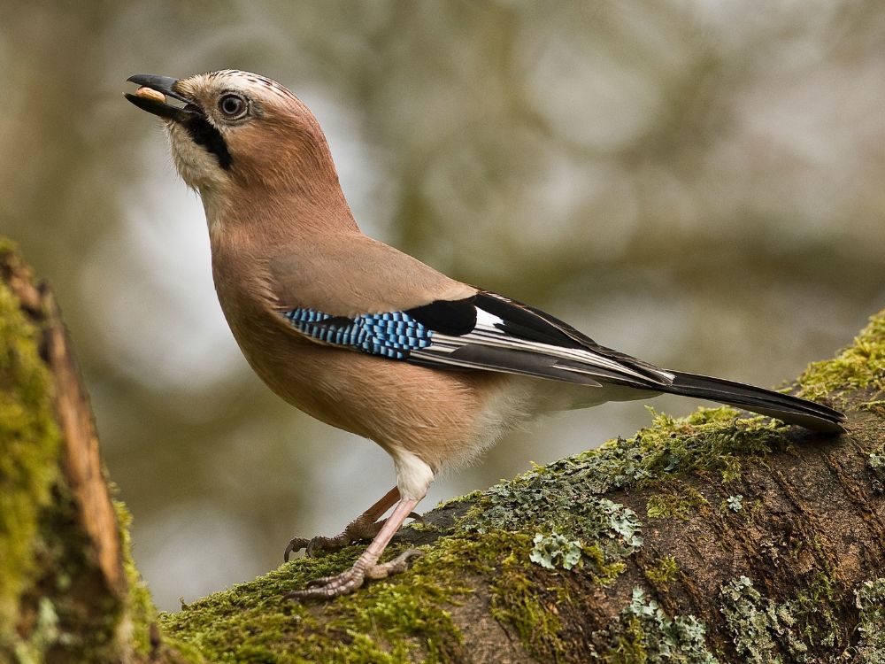 Eurasian Jay