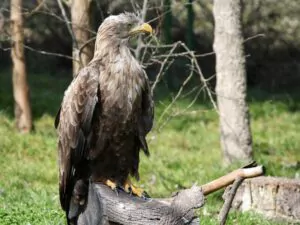 White tailled eagle