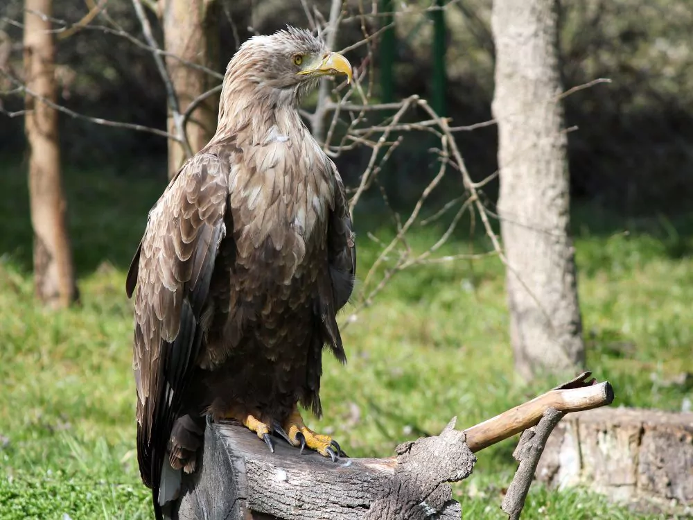 White tailled eagle