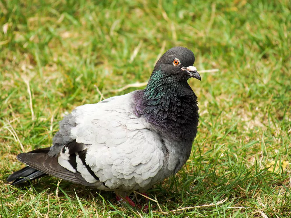 Rock Pigeon