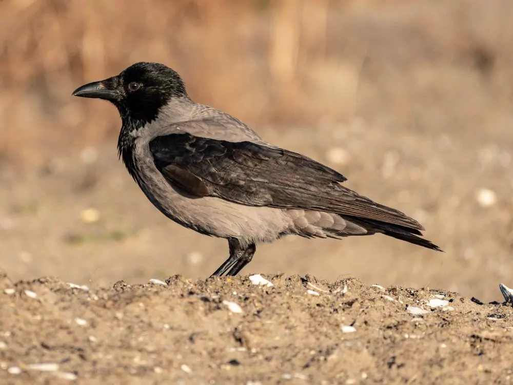 Hooded Crow