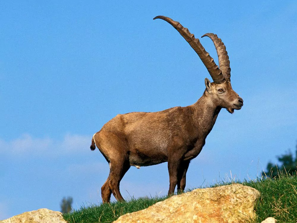 Alpine Ibex