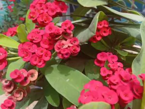 Euphorbia
