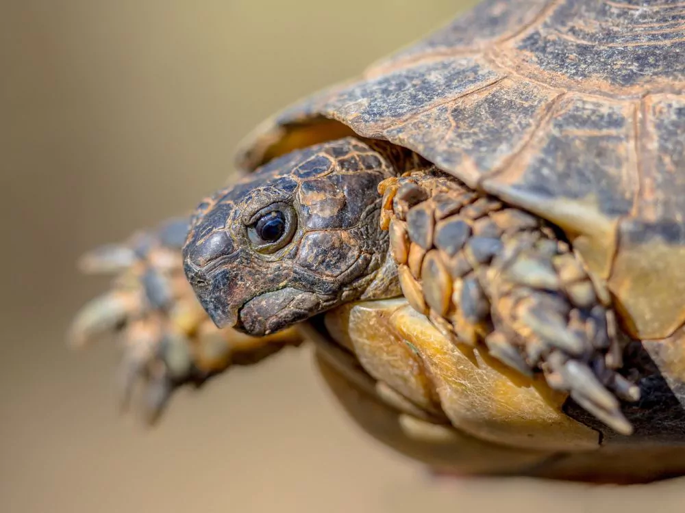 Marginated Tortoise