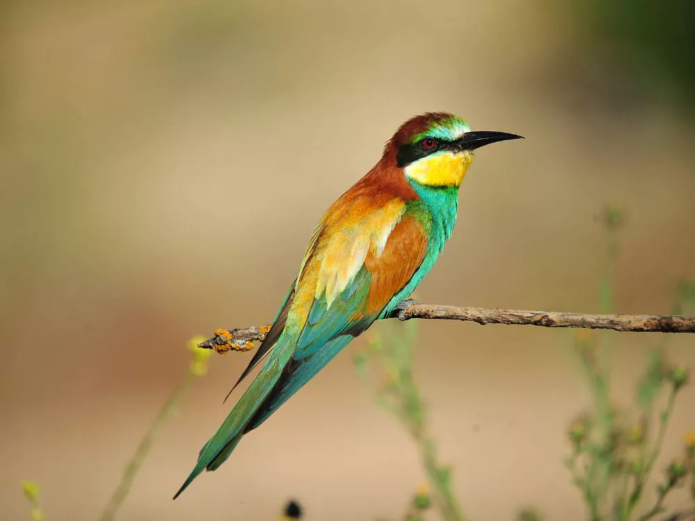 Bee - eater
