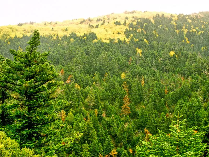 Profitis Ilias in Peloponnese