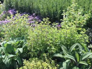 herbs of Peloponnese